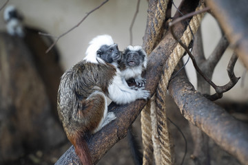 Cotton-headed tamarin in interaction with small baby tamarin. Saguinus oedipus