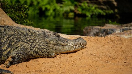 crocodile