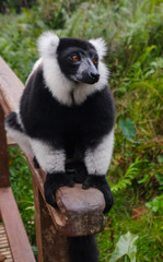 Indri in Ranomafana National Park, Madagascar, sitting on a wooden  bannister