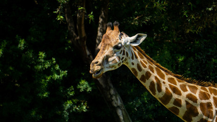 Portrait of a giraffe