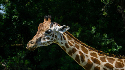 Portrait of a giraffe