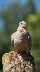 Turtledove on a log with unfocused background