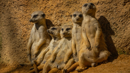 Meerkats sunbathing