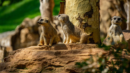 Meerkats lying down