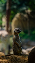 Meerkat watching from the shadows