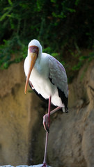 The yellow-billed stork