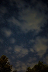 Fototapeta na wymiar Night forest with a very starry sky