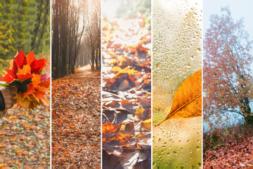 Collage in the form of vertical stripes showing bright views of autumn