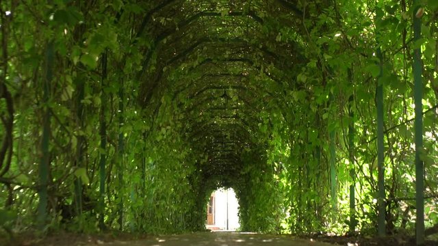  Green tunnel. Beautiful green garden tunnel