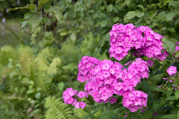 Violet flox flowers close up photo on green garden background