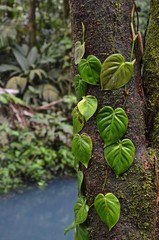 Leaves on a tree