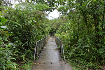 Bridge in the jungle