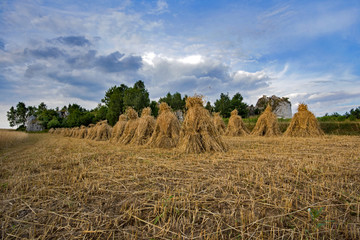 Kopki zboża © piotrwolak