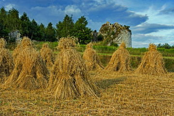 Żniwa w Przegini © piotrwolak
