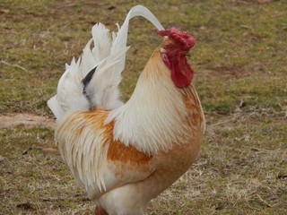 rooster in farm