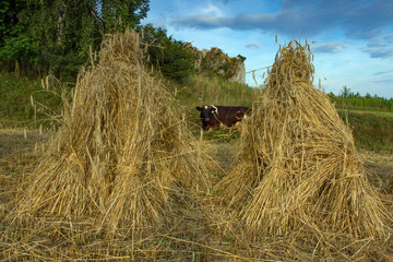 Żniwa w Małopolsce © piotrwolak
