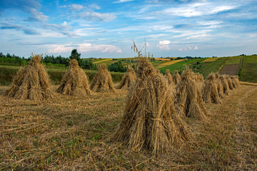 Żniwa © piotrwolak