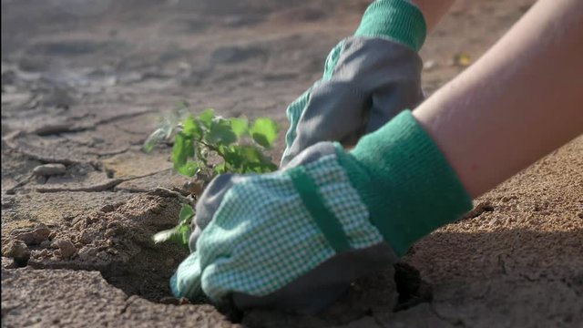 Drought concept: dry cracked soil with green plant. Farmer hands planting young tree in desert. Climate change, environmental disaster, death for plants and animals, soil degradation, desertification