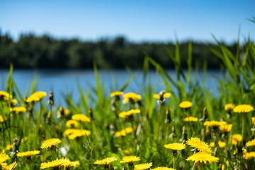 Many beautiful summer yellow flowers called Dandelion are growing and blooming  near the lake and forest with many trees on the background in stunning Canadian city Victoria.