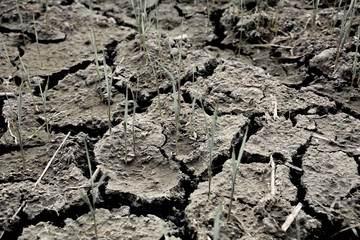 plants die on cracked soil
