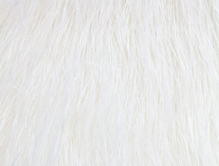 White wool of a cat as a background