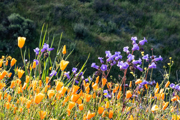 Bright purple violet blue vibrant vivid golden Canterbury Bells, seasonal spring native plant, wildflowers in bloom with golden orange California Poppies © Mary