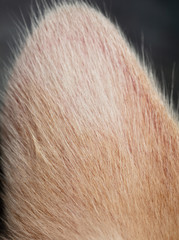 Ginger ear at the cat