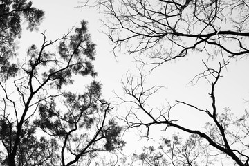 Bare tree branches - worm eye view - monochrome