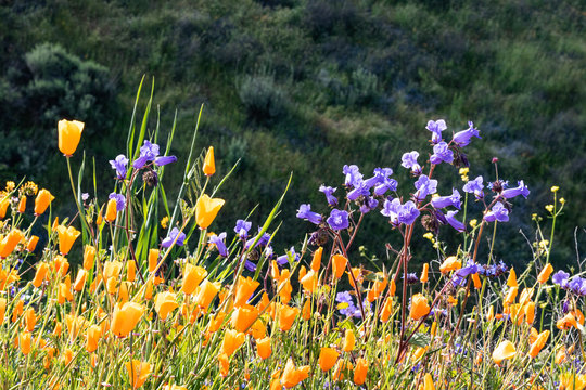 20 Spring Wild Flowers Pick: Purple & Yellow [63992] 