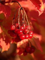 Kalina red in nature in the fall