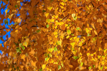 The leaves on the branches of birch