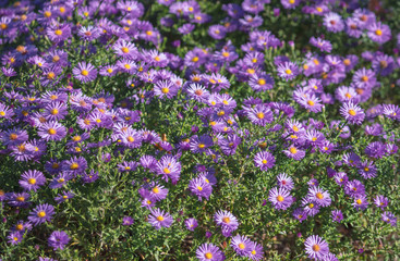 Beautiful purple flowers in the garden as a background