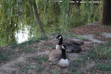 goose on lake