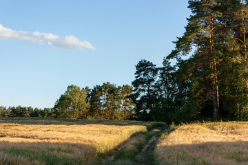 Fototapeta na wymiar A summer landscape with a golden field in the evening, with stripes of light and shadow, a road separating the field, a forest and a blue sky with white clouds.
