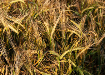 Fototapeta premium The natural background of golden and green ears and shadows of light and shade tangled up in the wind is fantastic and unusual.