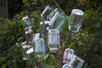 Close-up of several glass jars being dried on the columns of a wooden fence of a wattle fence against a green garden, selective focus
