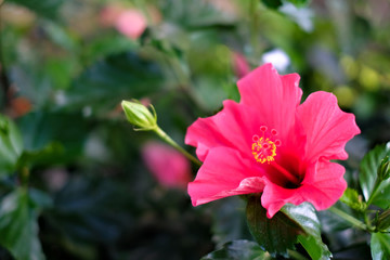 Pink and red hibiscus flowers on dark green background.