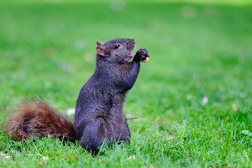 Squirrel eating peanuts, park in Victoria, Canada.