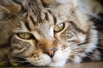 Close-up of a big sleepy half-year-old Maine Coon kitten lying on a table in the minimalist interior of the kitchen, selective focus