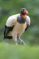King vulture walking in grass