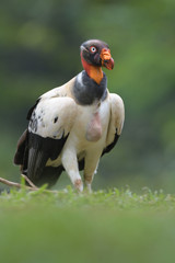 King vulture walking in grass