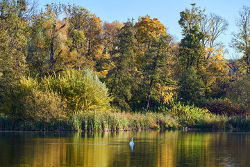 Obraz premium Swan and colorful leaves of trees during autumn in a city park.