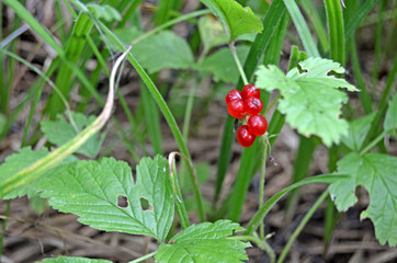 Rubus saxatilis. Red berries in the forest. Summer berries