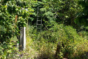 Overgrown garden background