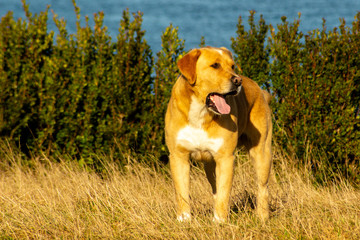 Perro Labrador en el campo