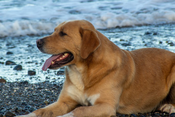 Hermoso perro labrador a orillas del mar
