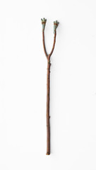 ancient magical wooden staff on a white background