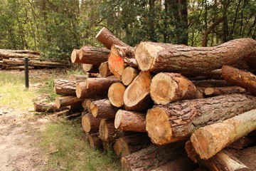 cut down trees, logs
