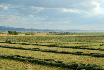 Fototapeta na wymiar Cut hay on a southwestern ranch