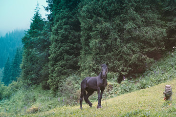Beautiful black young horse grazes in the background of the forest in the mountains